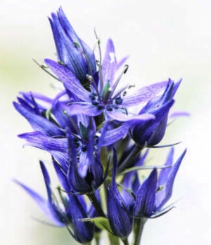 Affiche Etang de Lhers : flore autour des zones humides