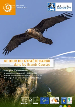 Affiche Le retour du Gypaète barbu dans les Grands Causses