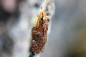 Affiche Fréquence Grenouille