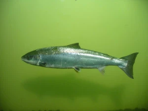 Affiche A la découverte des poissons migrateurs de la Garonne