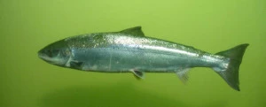 Affiche A la découverte des poissons migrateurs de la Garonne